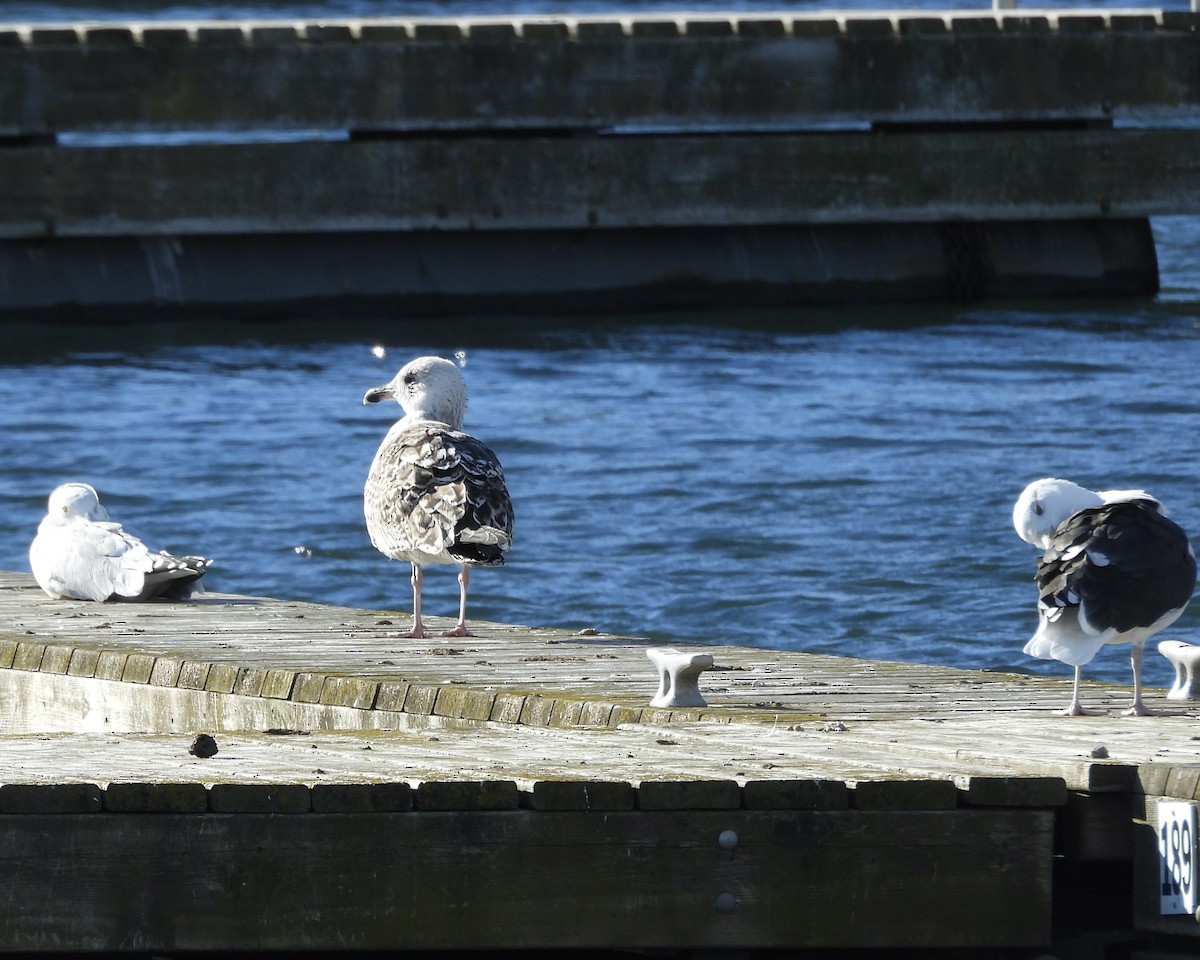 racek mořský - ML644728877