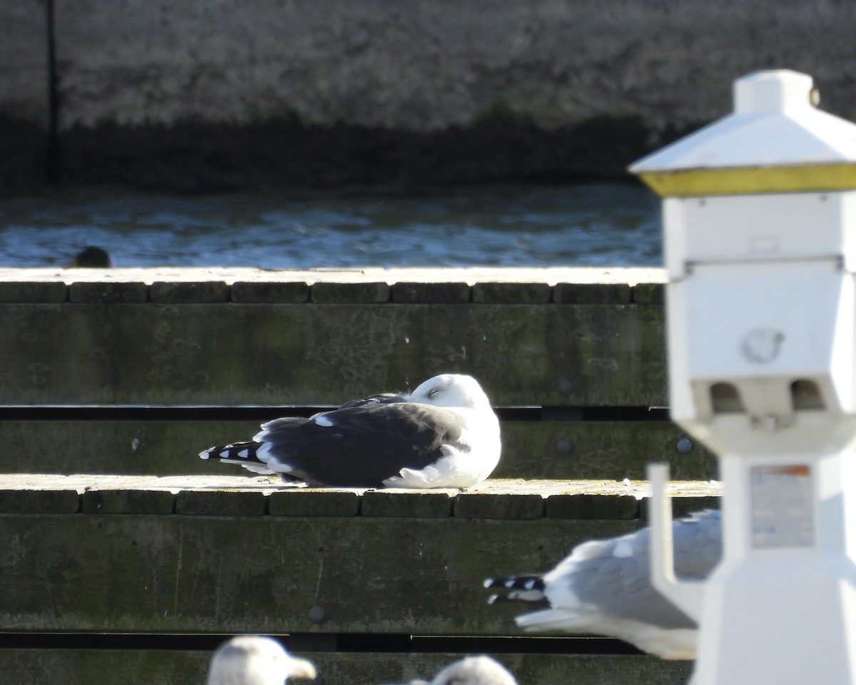 racek mořský - ML644728882