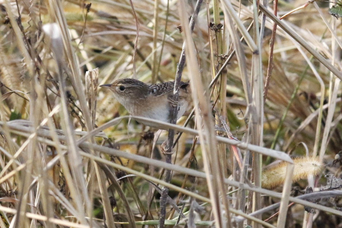 Cucarachero Culibarrado - ML644728910