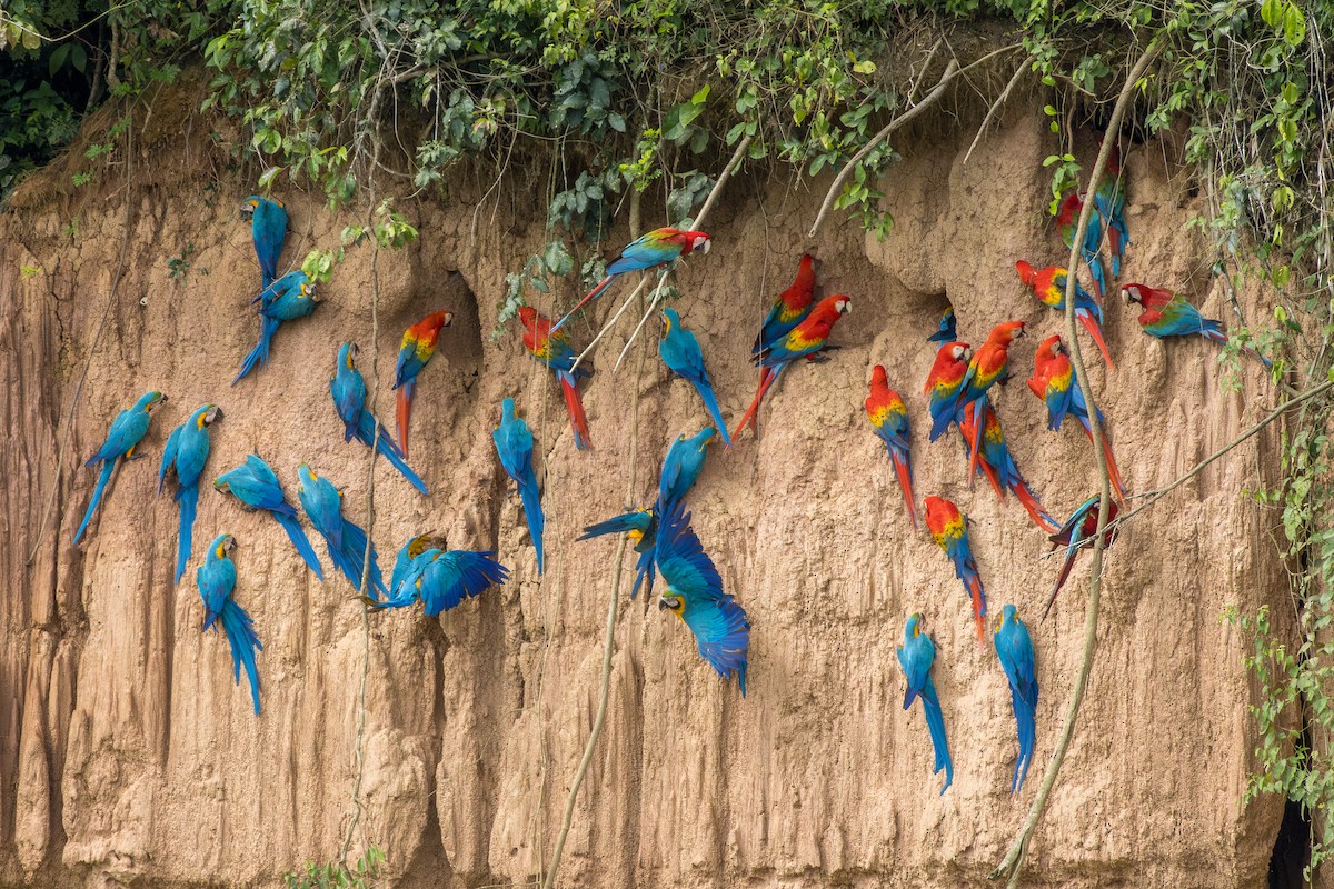 Scarlet Macaw - ML644728911