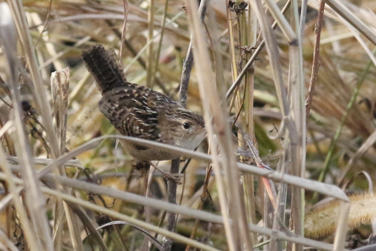 Cucarachero Culibarrado - ML644728913