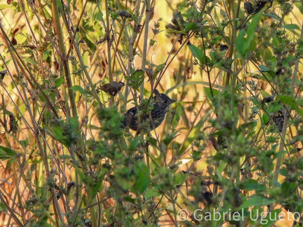 strnadec pruhohlavý - ML644728921