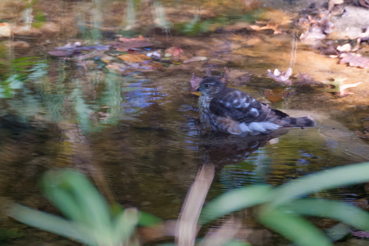 Sharp-shinned Hawk - ML644728932