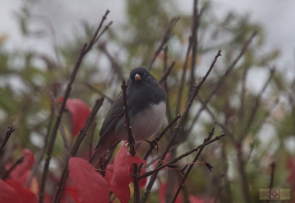 Dark-eyed Junco - ML644728934