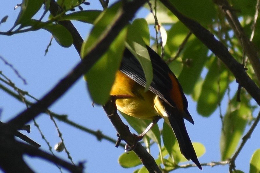 Blue-and-yellow Tanager - ML644728936