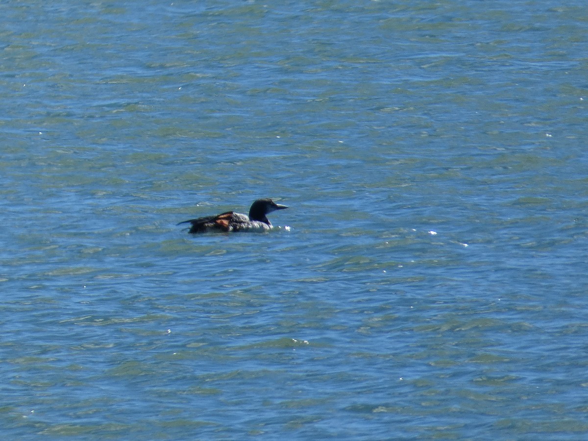 Common Loon - ML644728939
