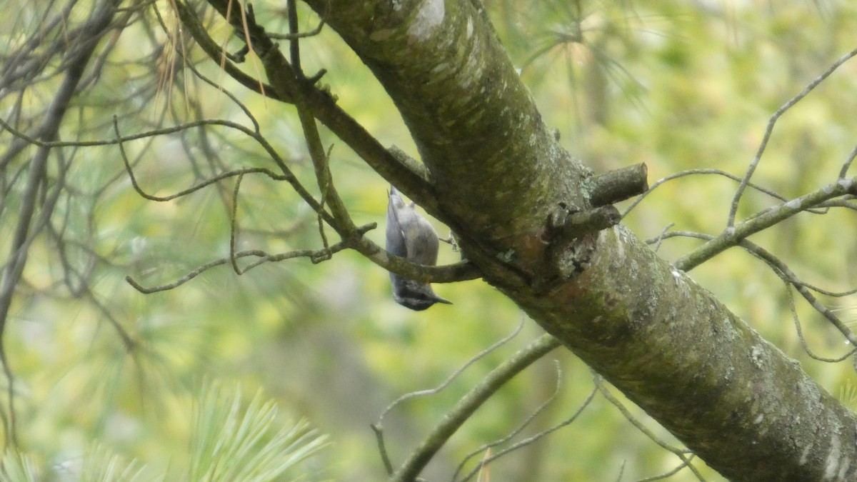 Sittelle à poitrine rousse - ML644728958