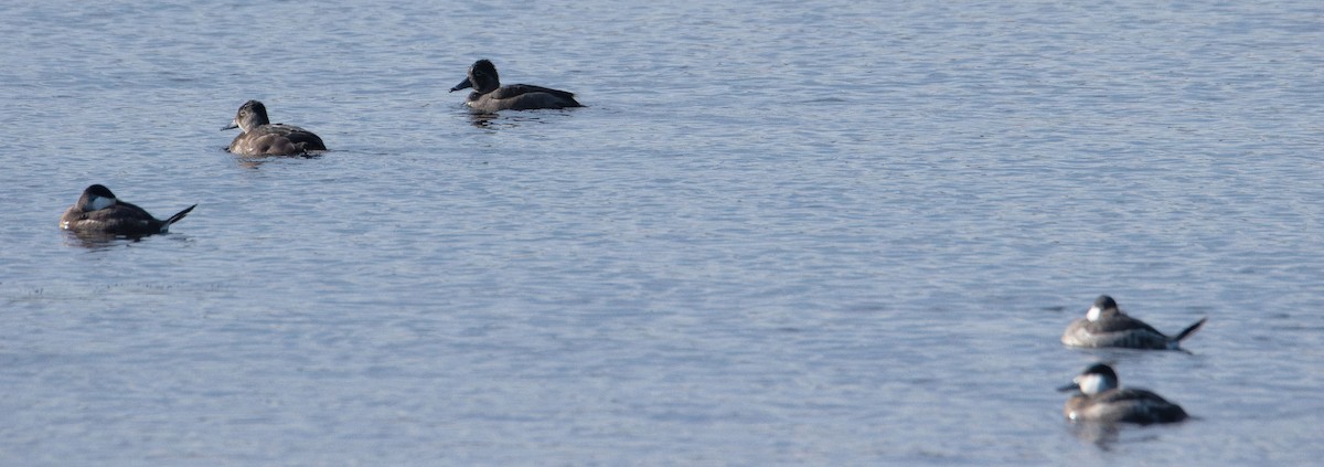 Schwarzkopf-Ruderente - ML644728962