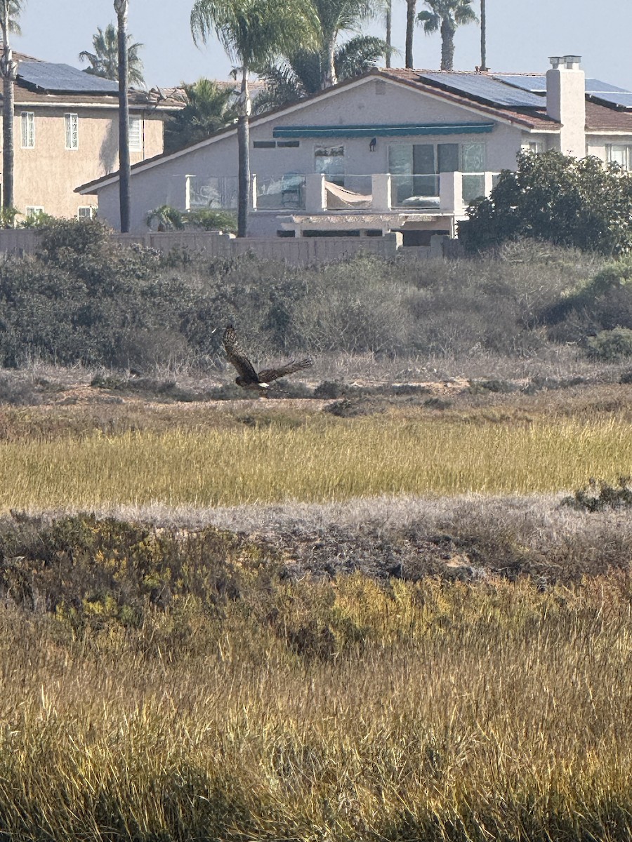 זרון אמריקני - ML644728965