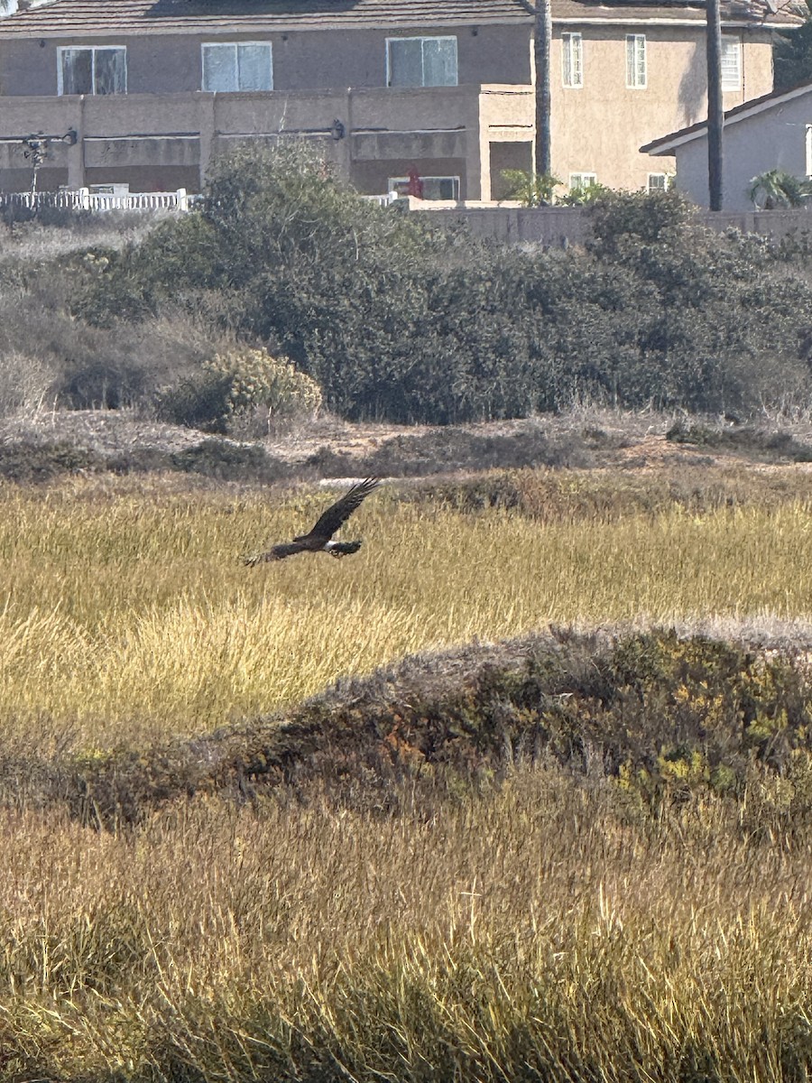 זרון אמריקני - ML644728967