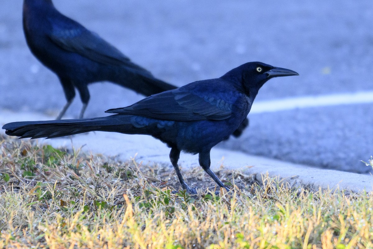 Great-tailed Grackle - ML644728973