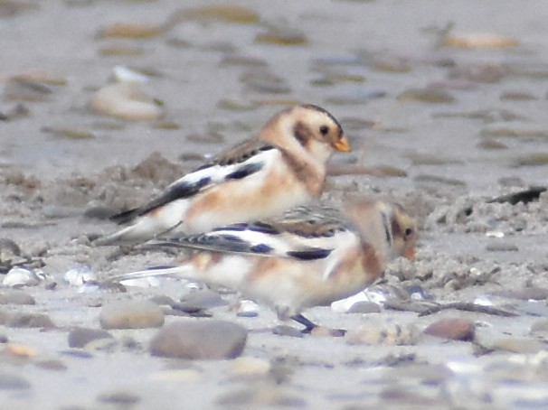 雪鵐 - ML644728975