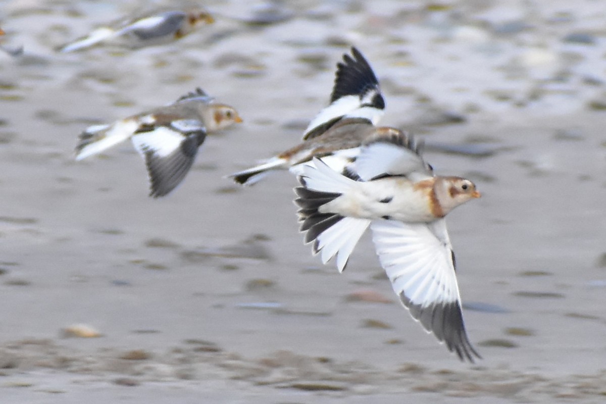 雪鵐 - ML644728976