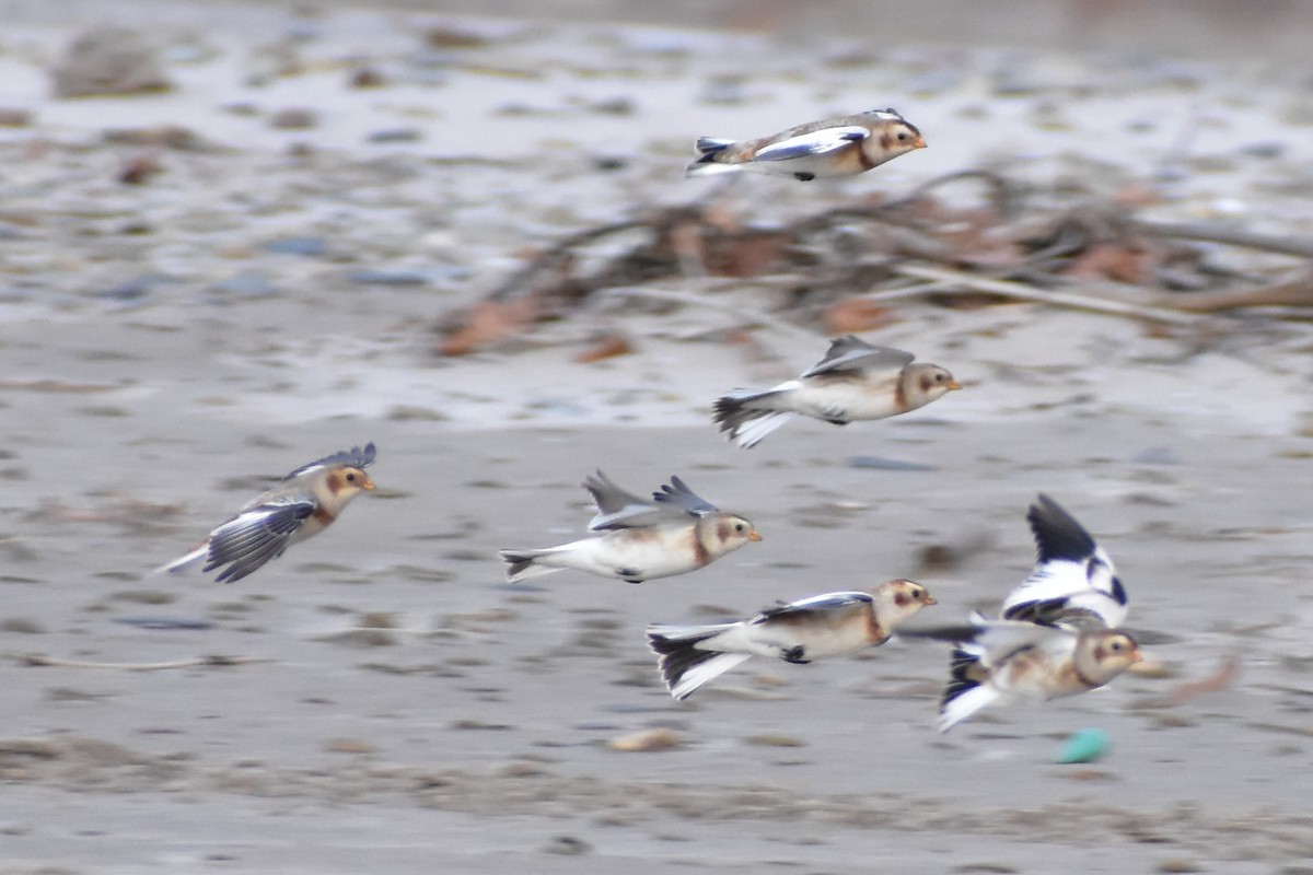 雪鵐 - ML644728977