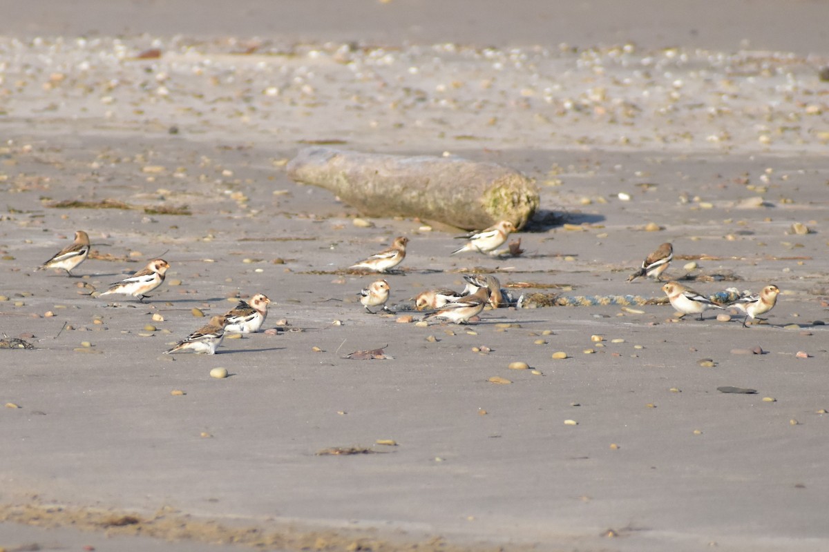 雪鵐 - ML644728978