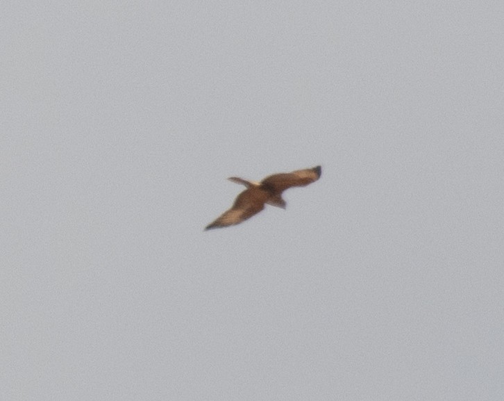 Buse variable - ML644728981