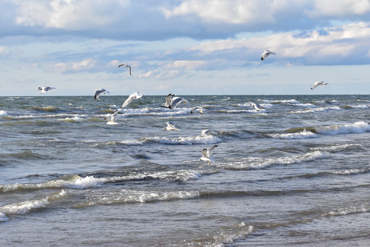 Ring-billed Gull - ML644728990