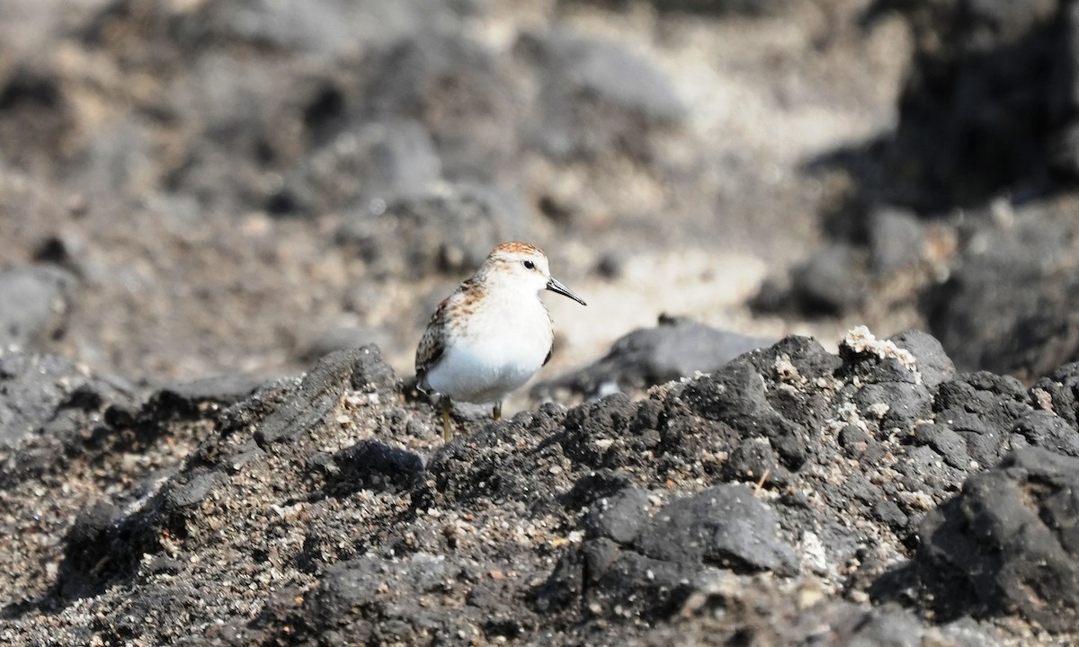 Alaska Kumkuşu - ML644728995