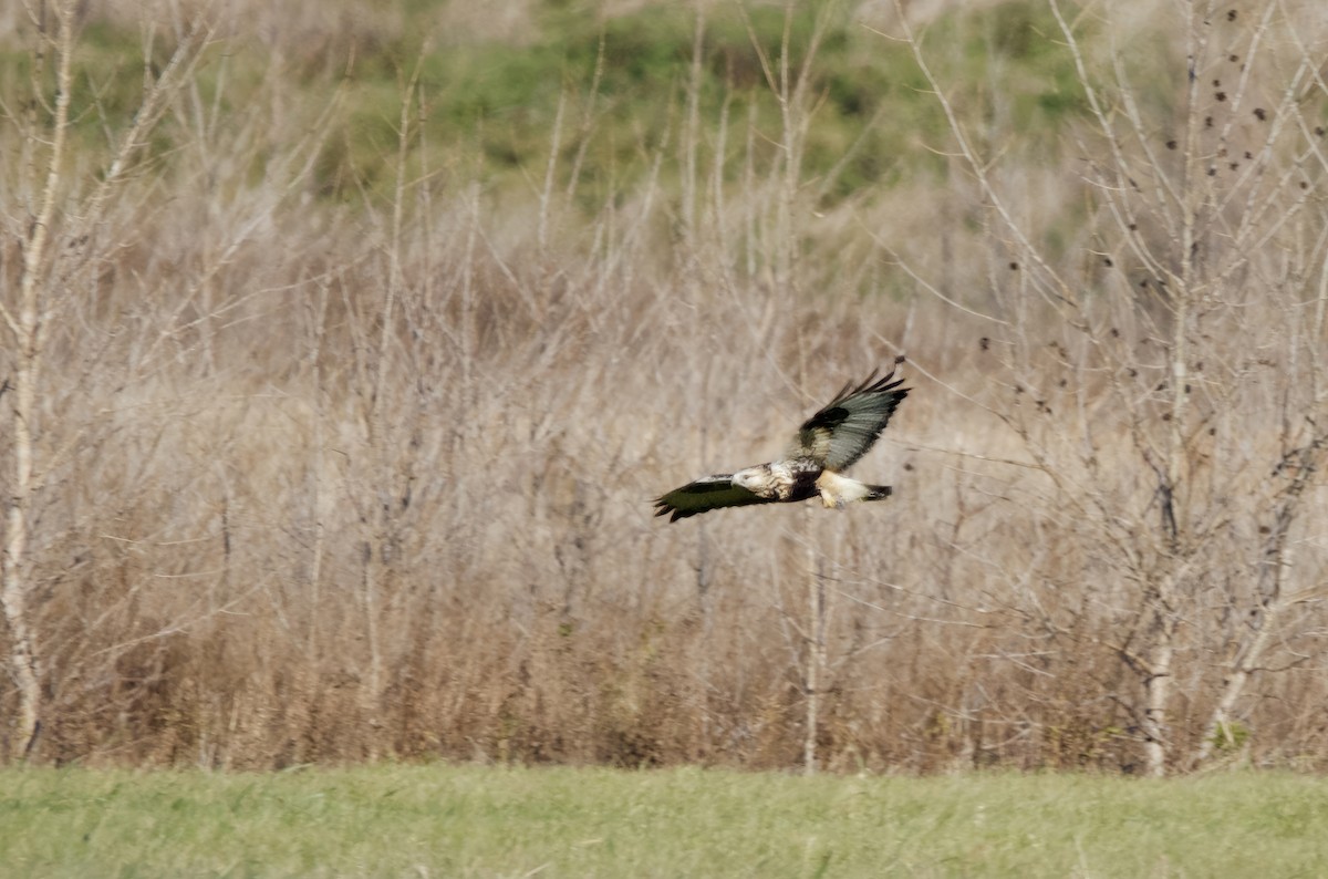Rough-legged Hawk - ML644729013