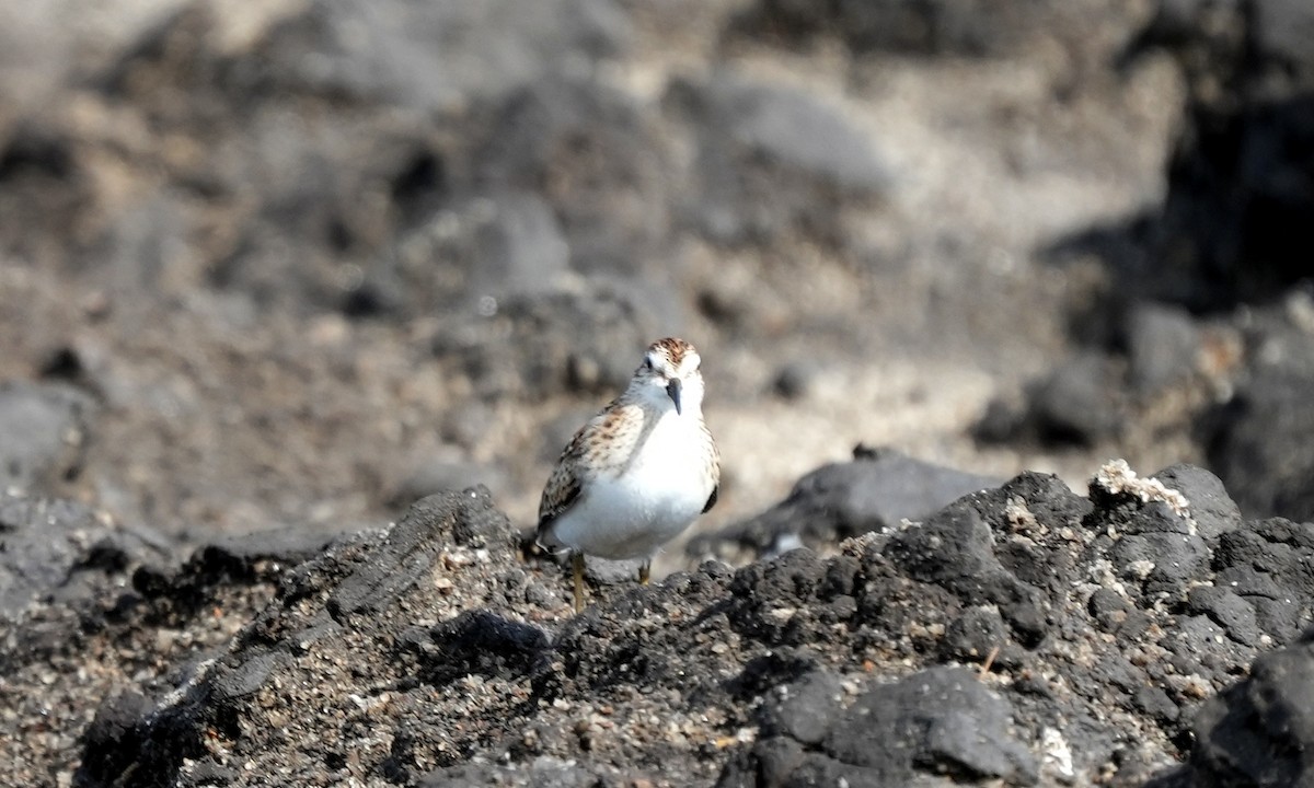 Alaska Kumkuşu - ML644729014