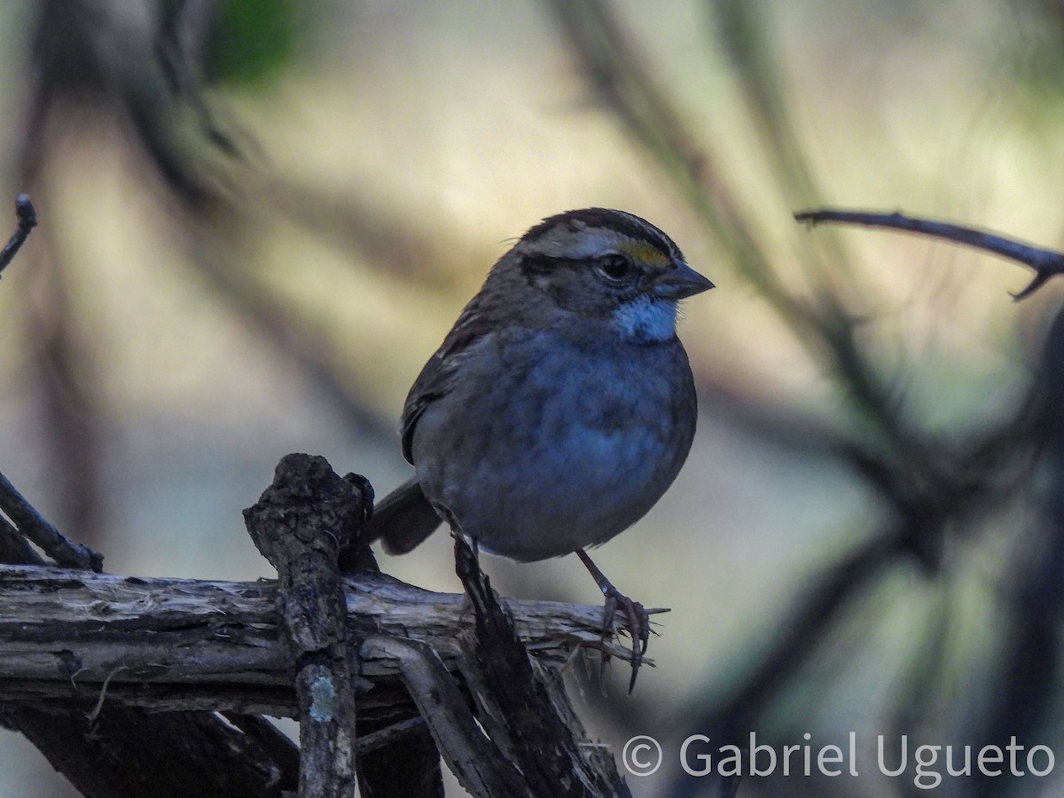 hvitstrupespurv - ML644729018