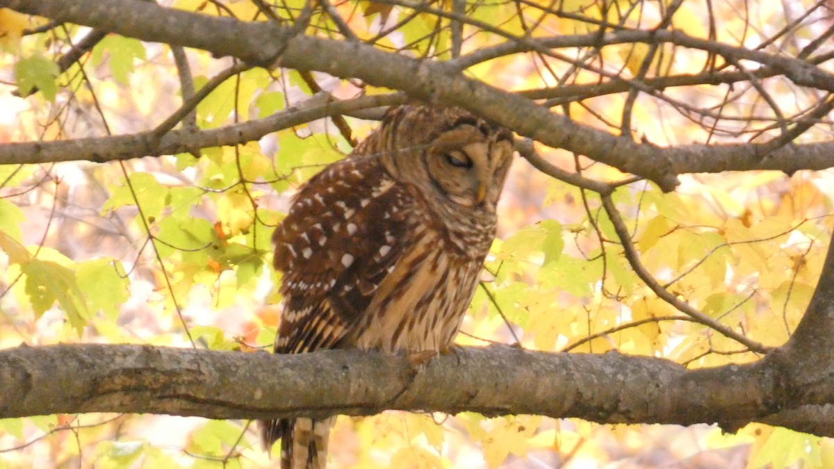 Chouette rayée - ML644729036