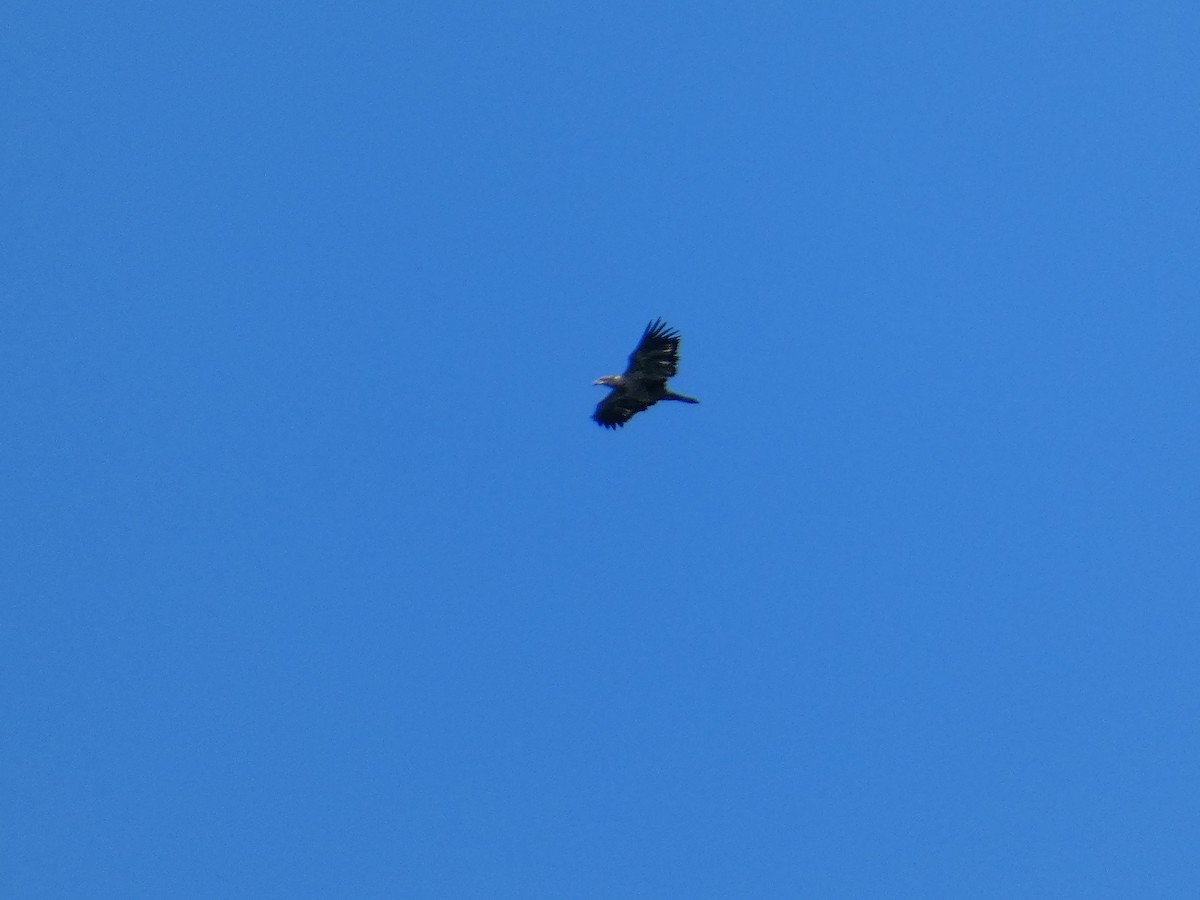 Bald Eagle - ML644729040