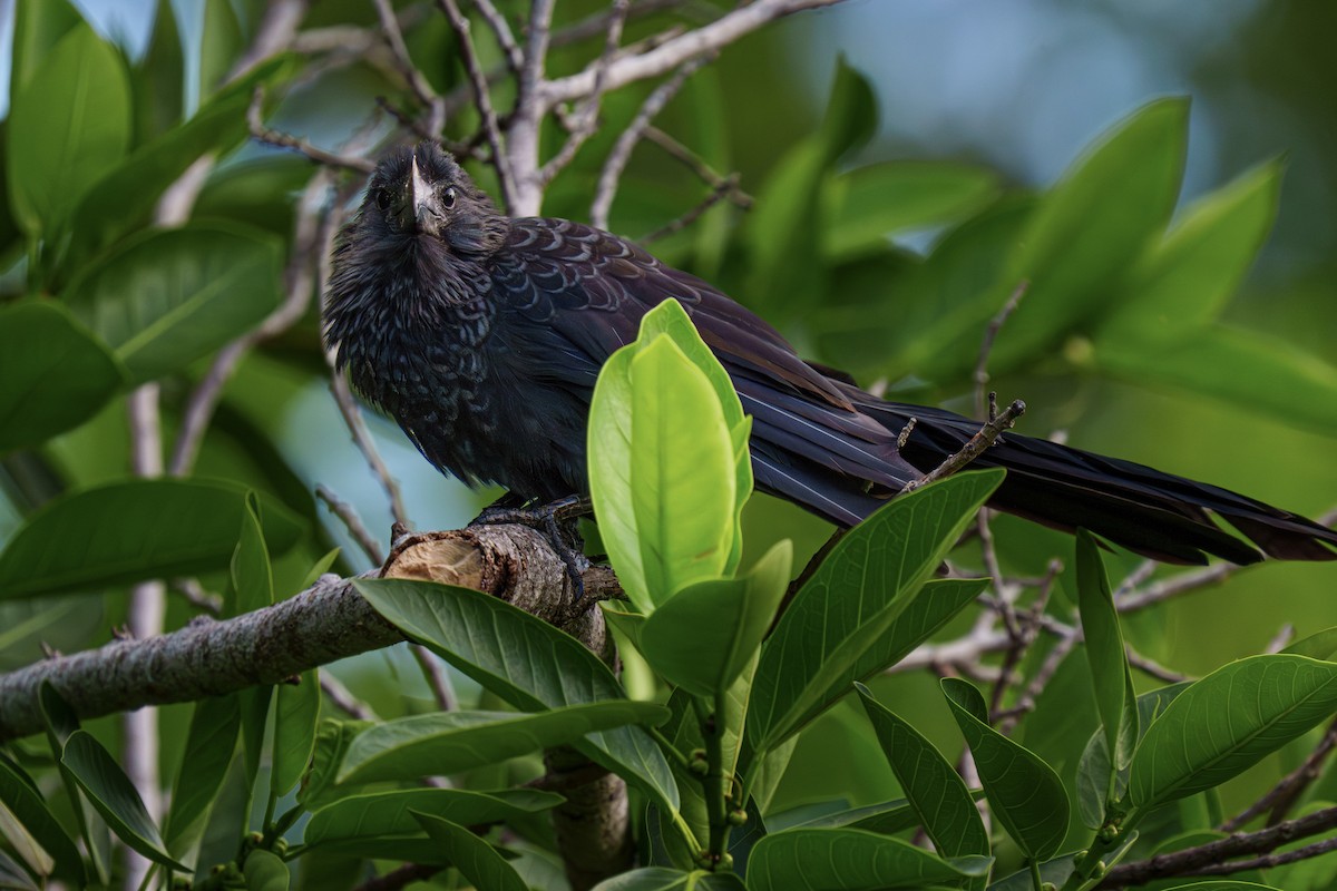 Düz Gagalı Ani - ML644729064