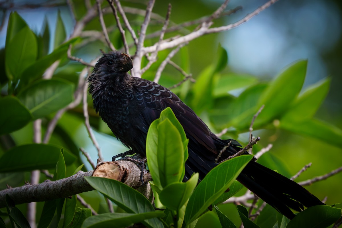 Düz Gagalı Ani - ML644729065