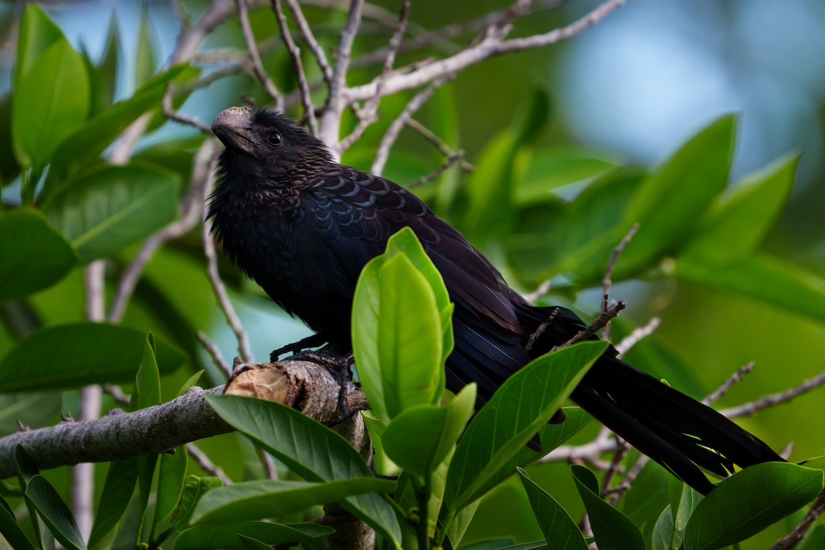 Düz Gagalı Ani - ML644729066