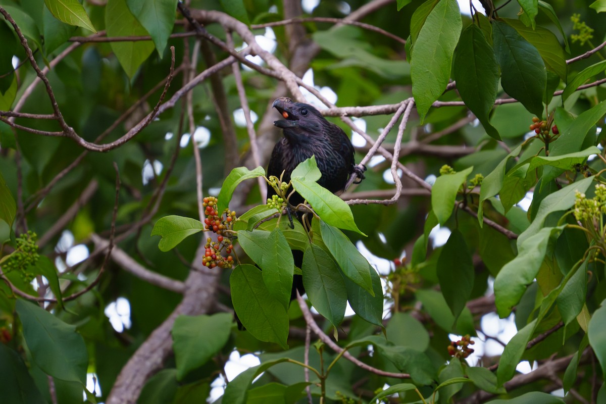 Düz Gagalı Ani - ML644729067