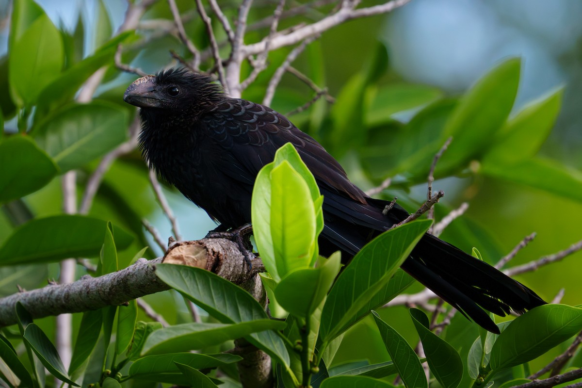 Düz Gagalı Ani - ML644729068