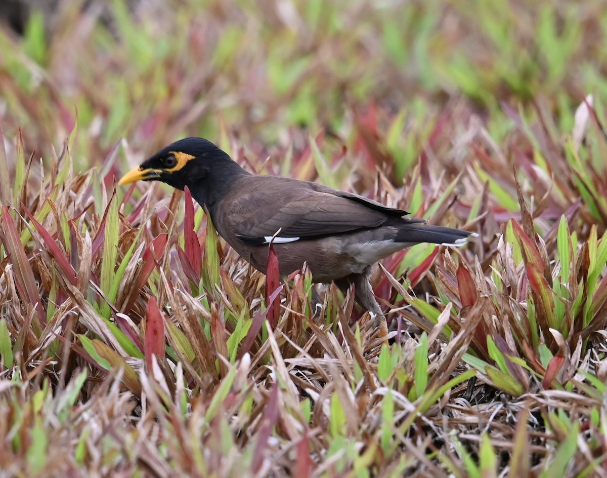 Common Myna - ML644729070