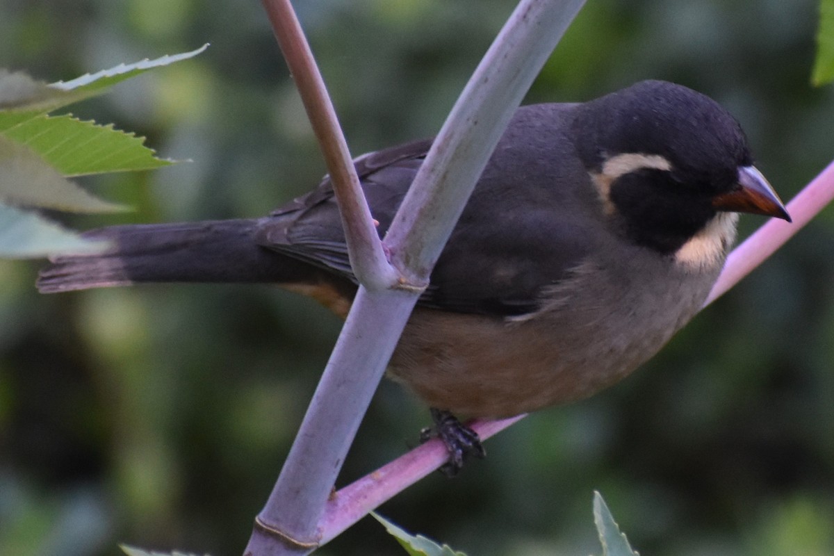 Golden-billed Saltator - ML644729078