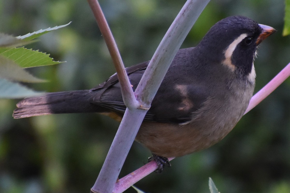 Golden-billed Saltator - ML644729079
