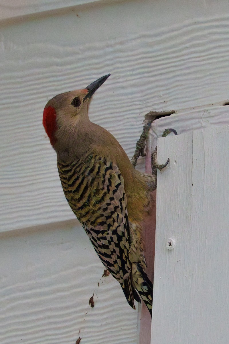 Kara Kaşlı Ağaçkakan - ML644729081