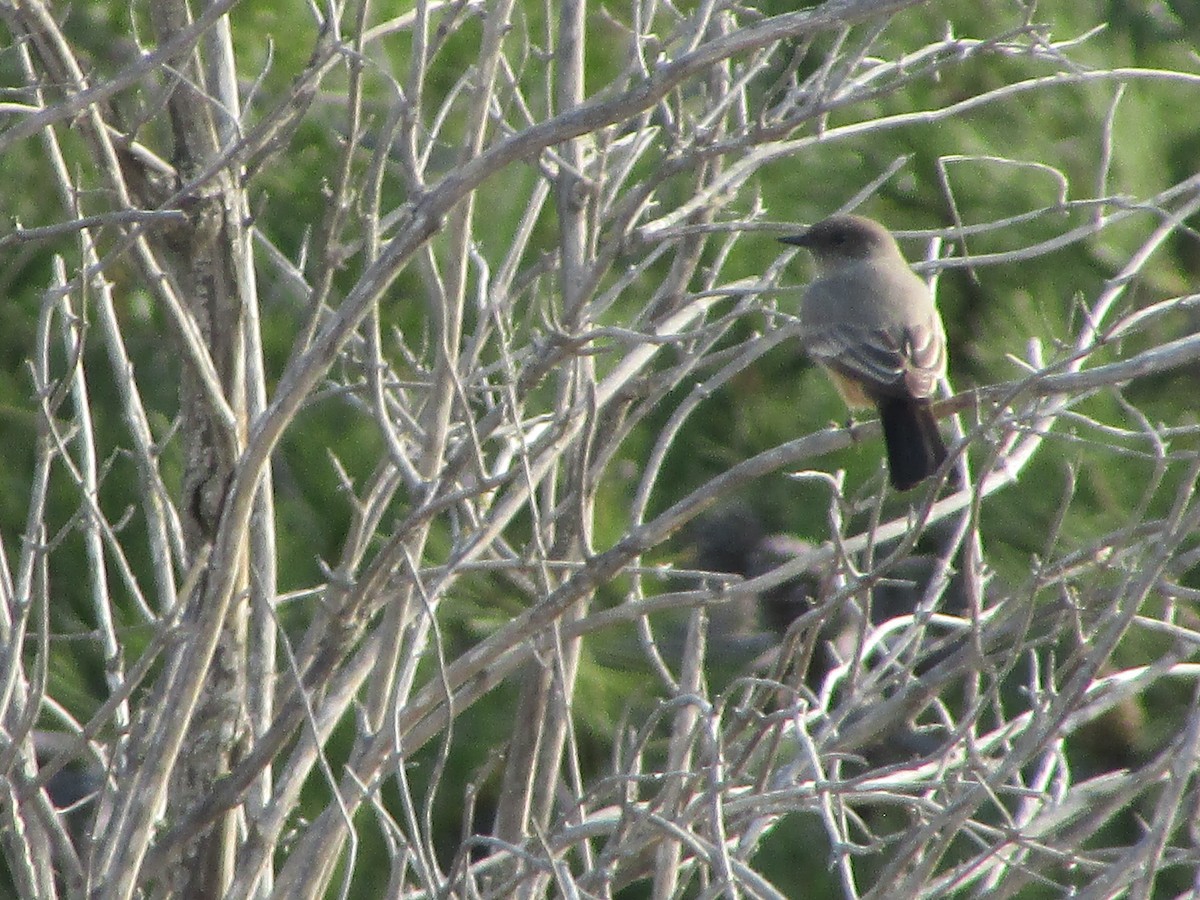 Say's Phoebe - ML644729083