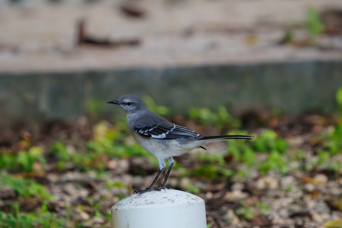 Kuzeyli Taklitçi - ML644729087