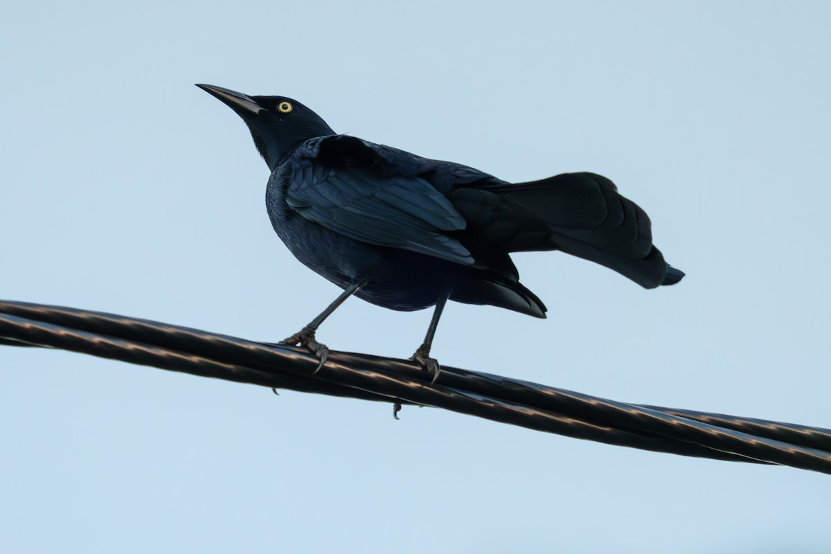 Greater Antillean Grackle - ML644729091