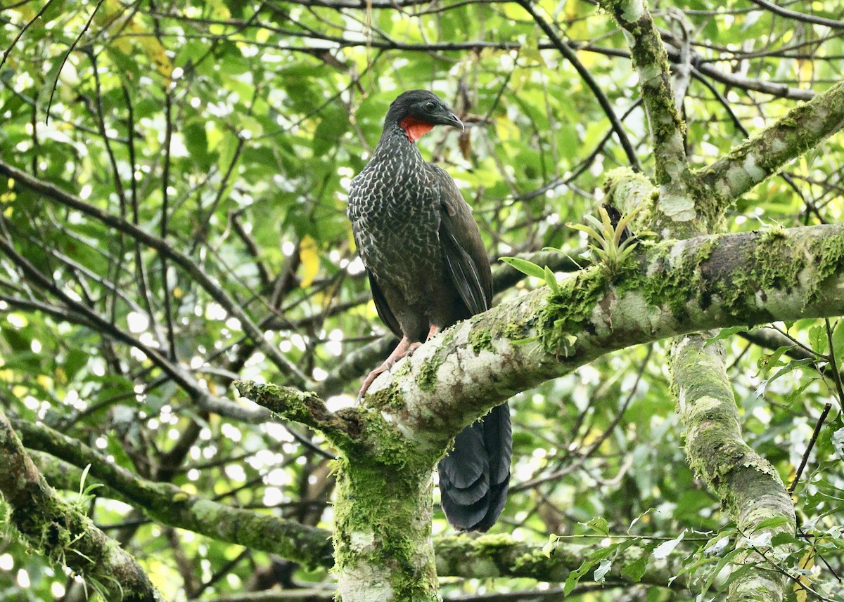 アカシャクケイ - ML644729092