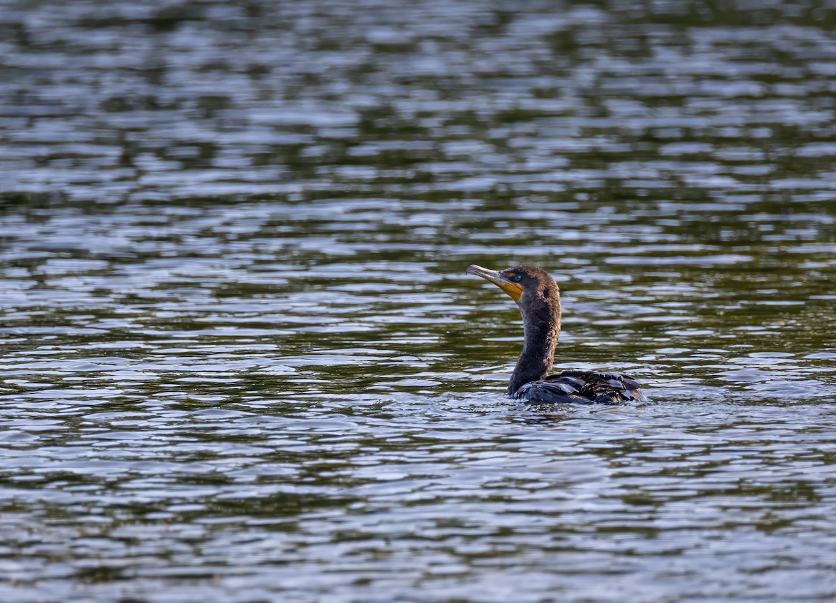 Double-crested Cormorant - ML644729095