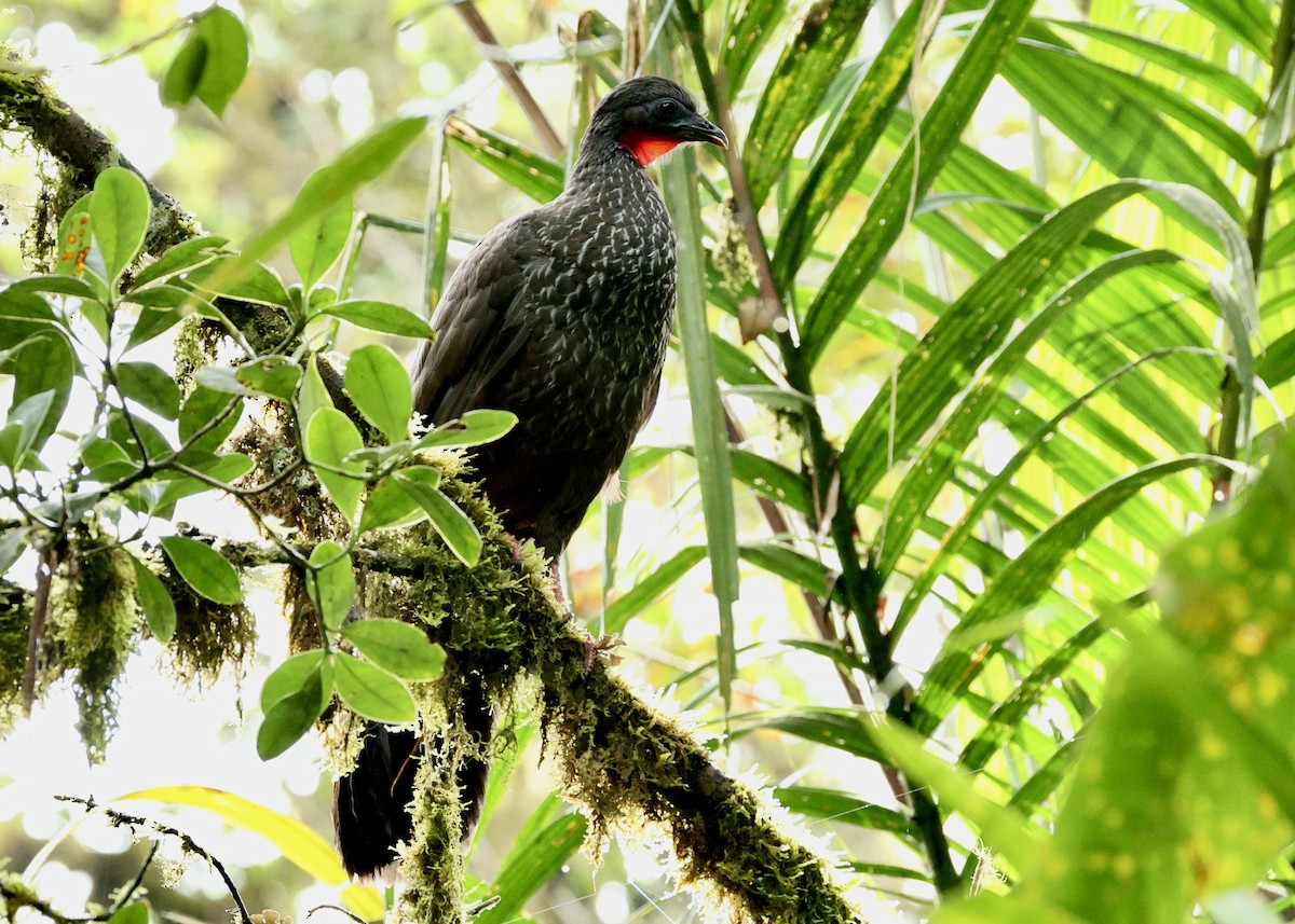 アカシャクケイ - ML644729099