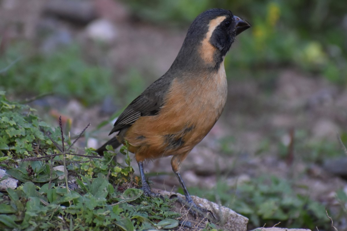 Golden-billed Saltator - ML644729101