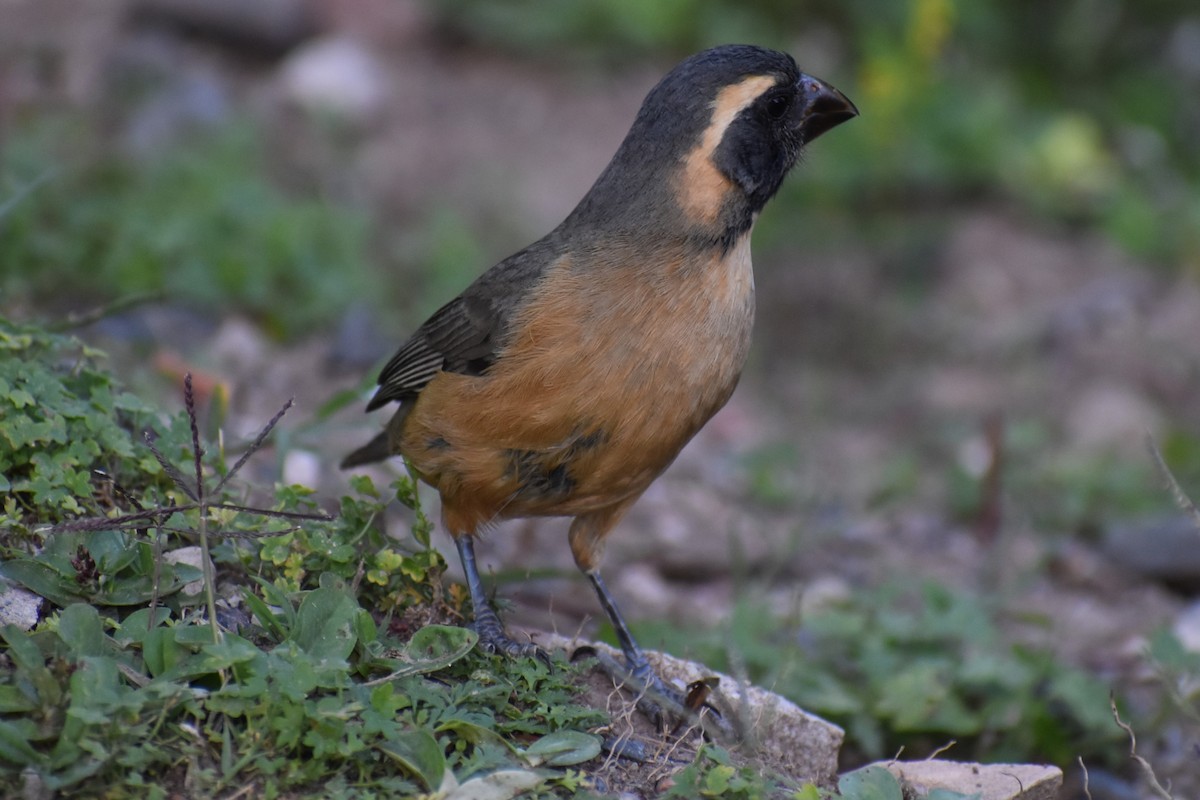 Golden-billed Saltator - ML644729102