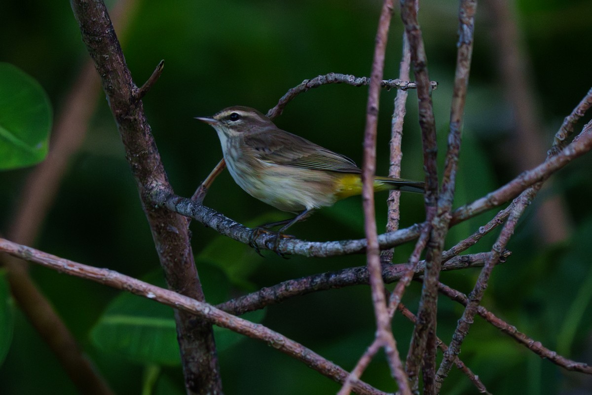 Palm Warbler - ML644729111