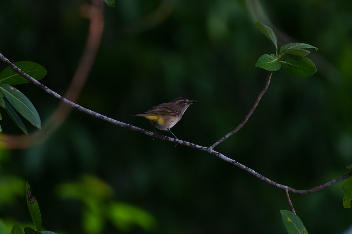 Palm Warbler - ML644729112