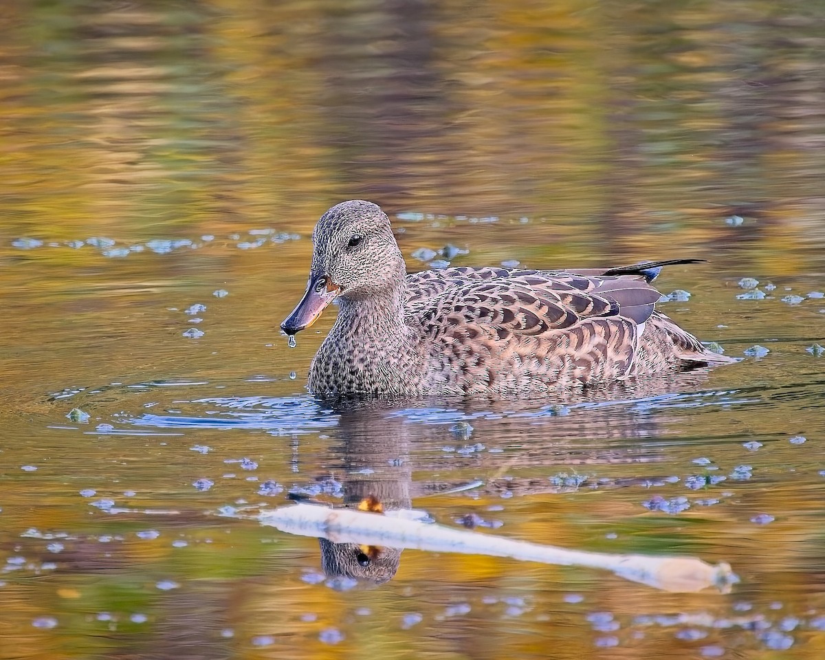 Ánade Friso - ML644729115