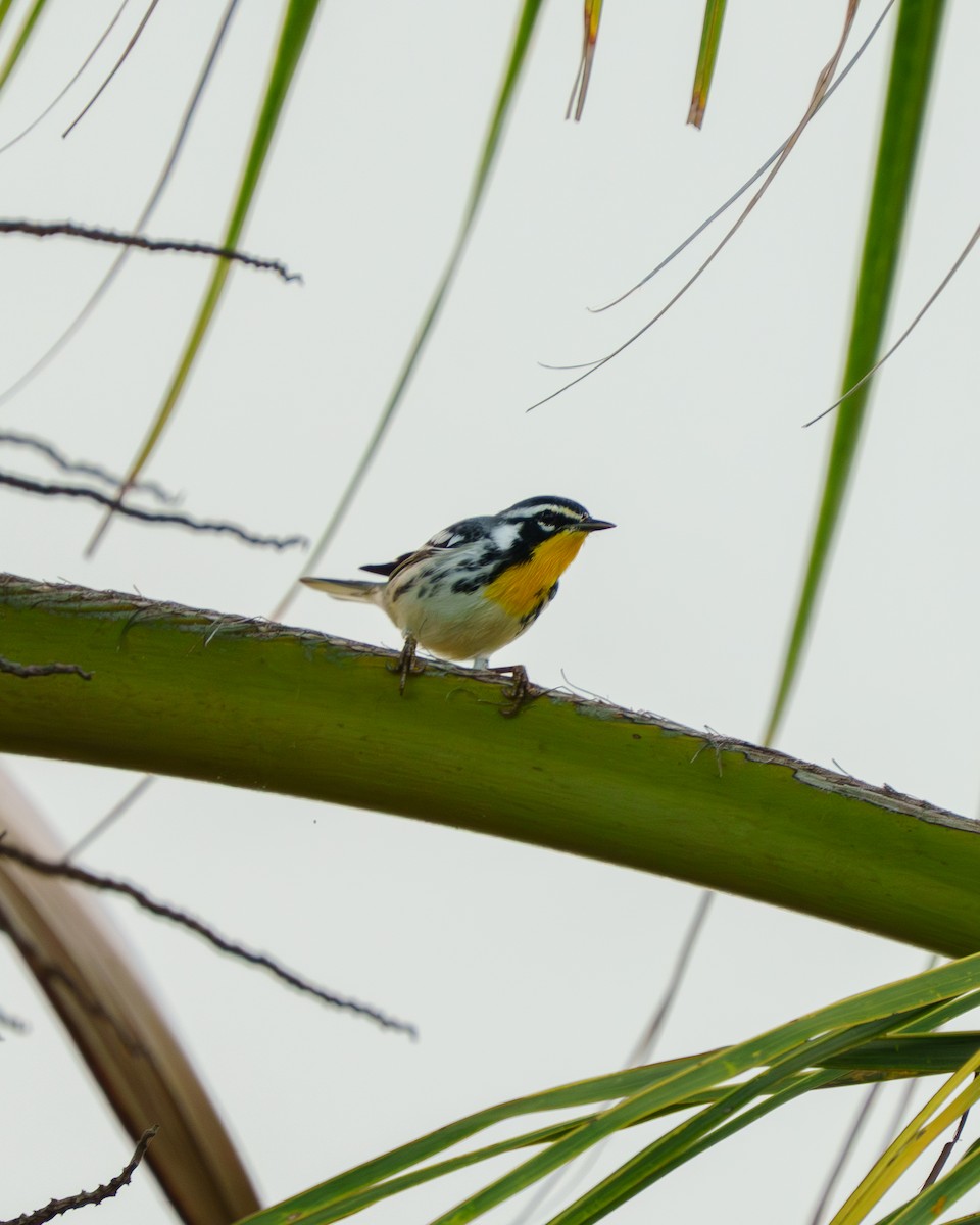 Goldkehl-Waldsänger - ML644729118