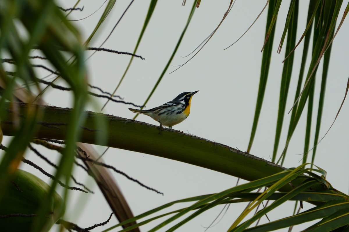 Goldkehl-Waldsänger - ML644729119