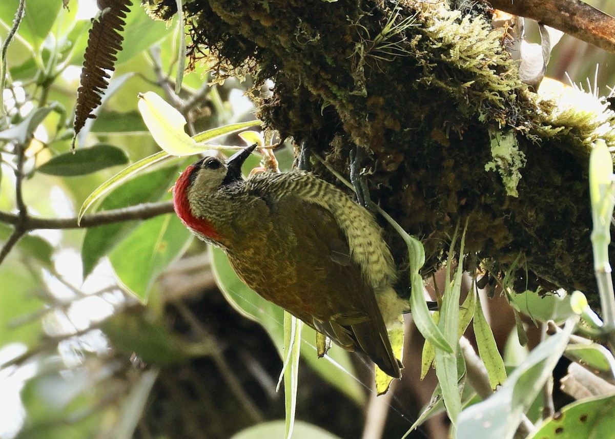 キンバネモリゲラ（rubiginosus グループ） - ML644729129